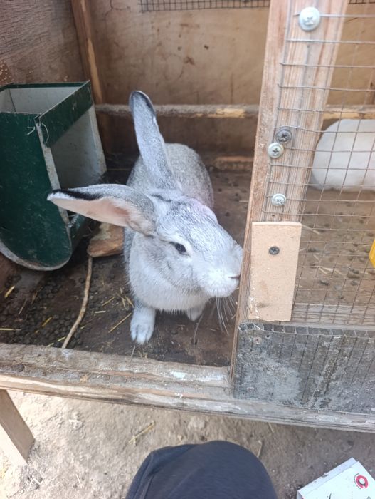 Böğoz quyonla 8 oyli boliwti. 2 ta