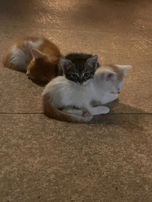 Pisici prietenoase pentru adoptie