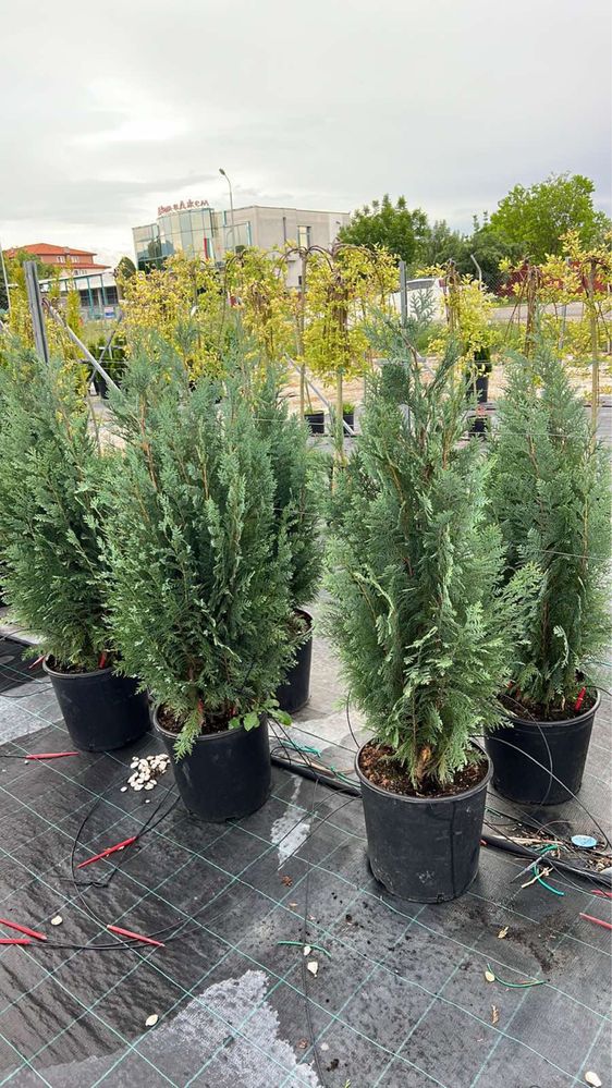 Продавам купресо кипарис Лейланди, (Cupr. Leylandii) ПРОИЗВОДИТЕЛ !!!