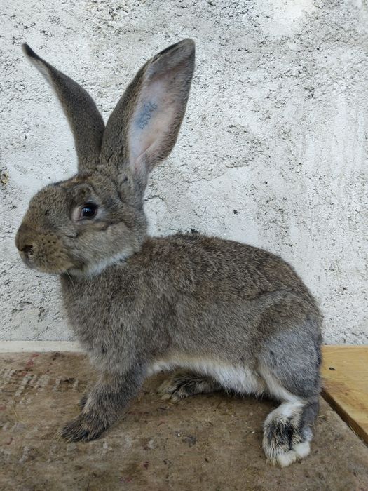 Masculi urias german