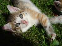 Surori Gemene - cautam ocrotitor uman || Adoptii pisici noi nascute