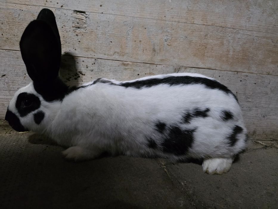 Iepure urias pestriț german