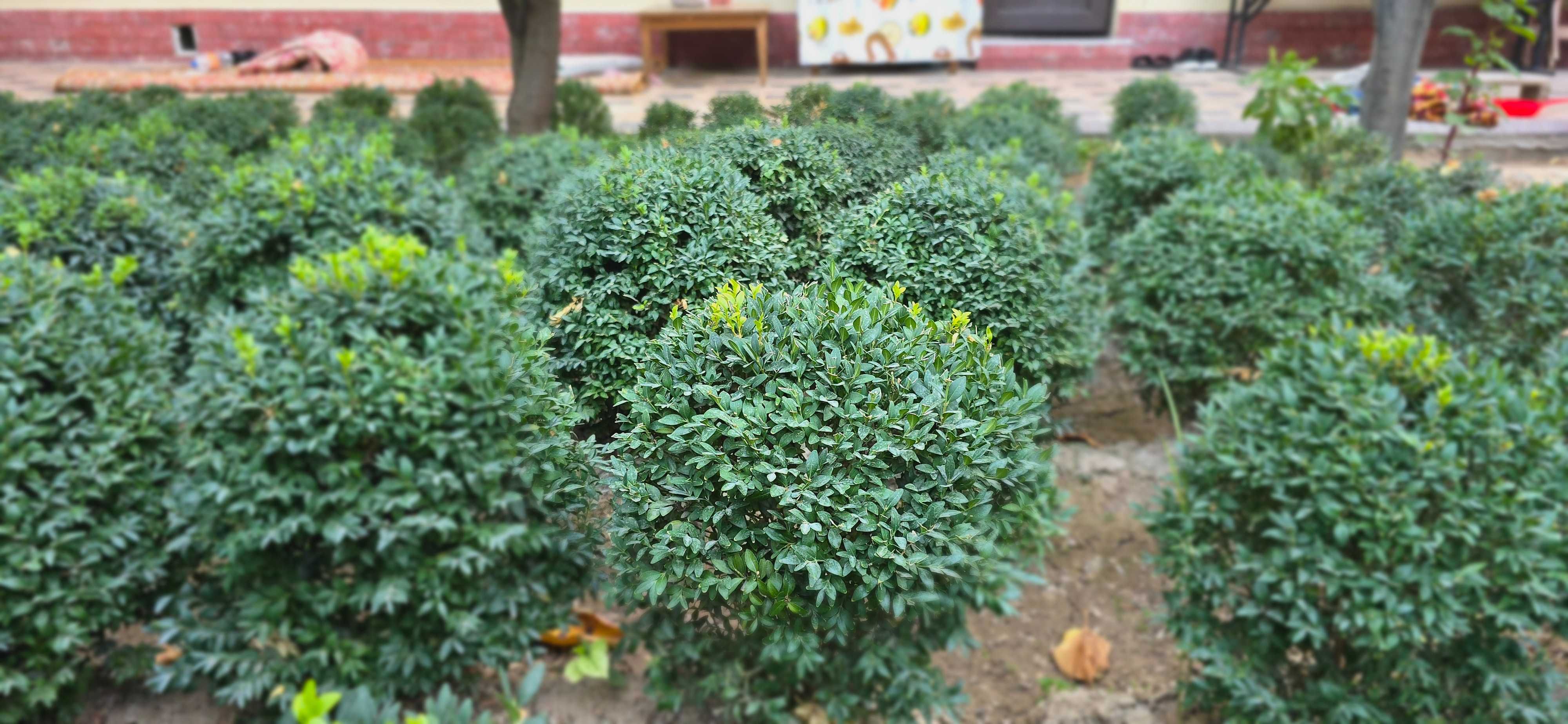 Shamshod sotilasi