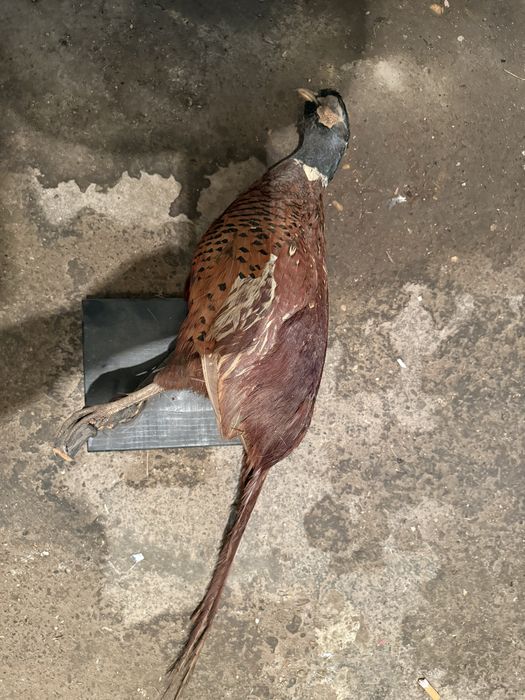 Продавам препариран фазан