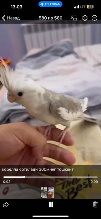 корелла ручной катта қафаси бн 500 мингга бервораман. (факат куш 300)