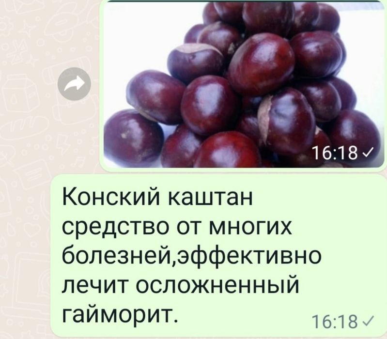 Плоды Конского каштанатан