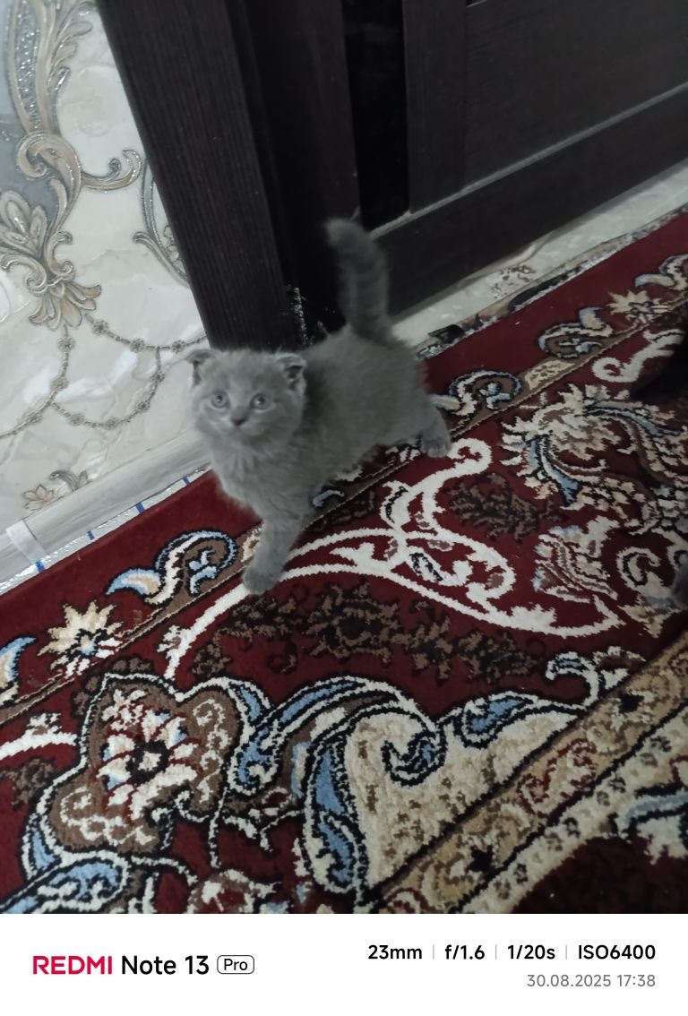 Скоттиш Фолд Шотландский