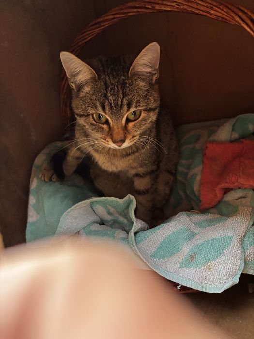 Котенок в добрые руки