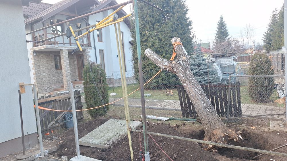 Vand Trunchi de mesteacan cu scop decorativ