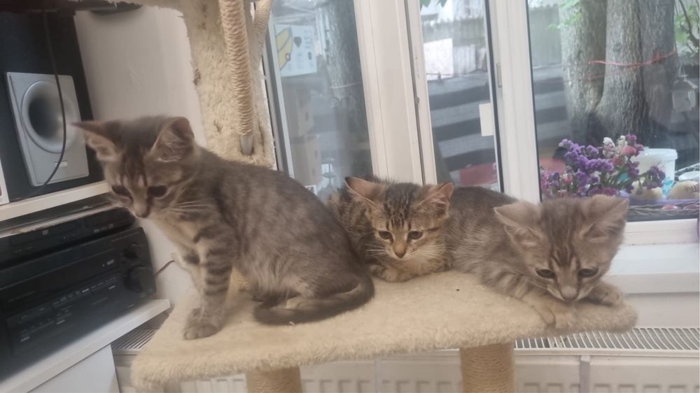 dau in adoptie pisicute (1 baietel 4 fetite)