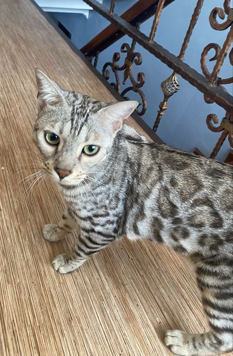 Домашний бенгальский кот, 1 год — умный, ласковый, красивый