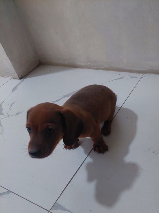 Продаём щенка Таксы