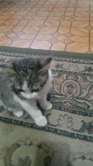 Отдам котенка в хорошие руки