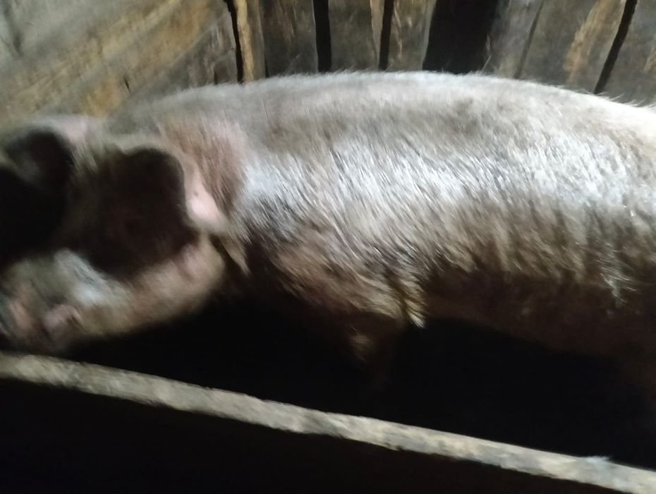 Продам кабана на племя