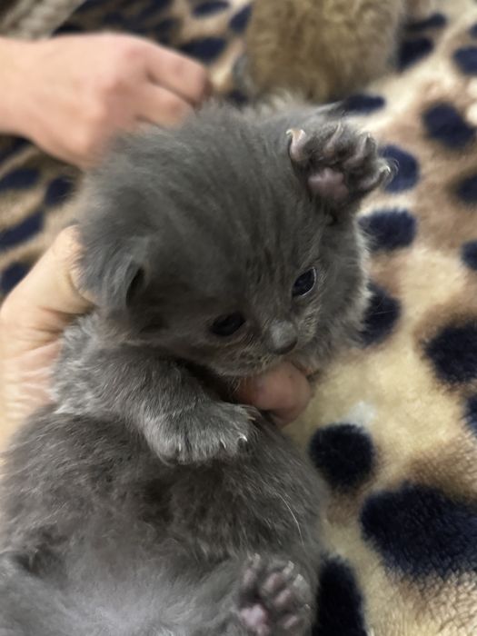 Шотландская вислоухая кошка