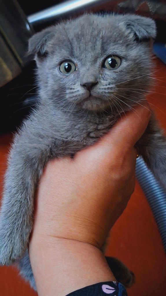 Продаётся котёнок мальчик 2 месяца...