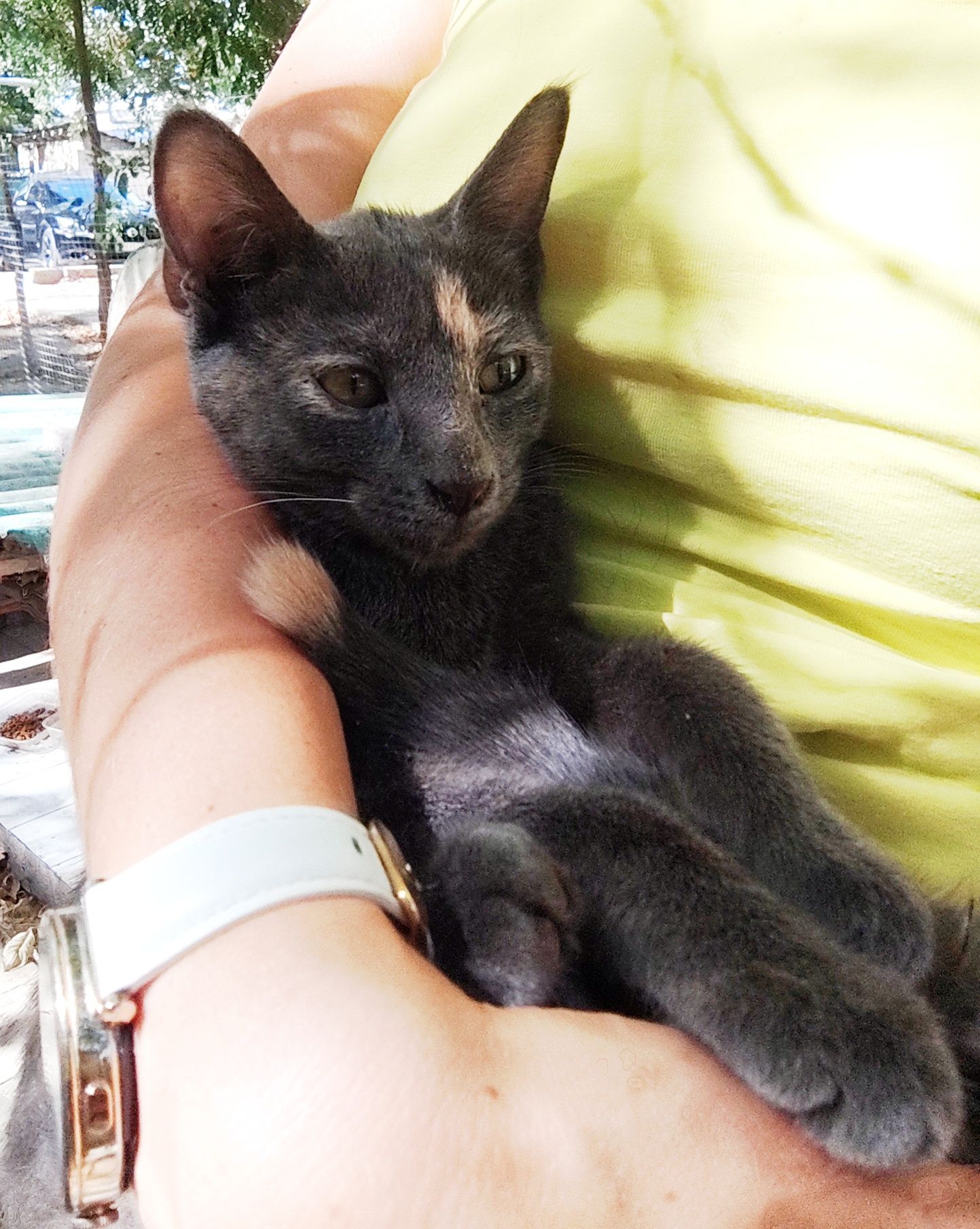 Котята подростки
