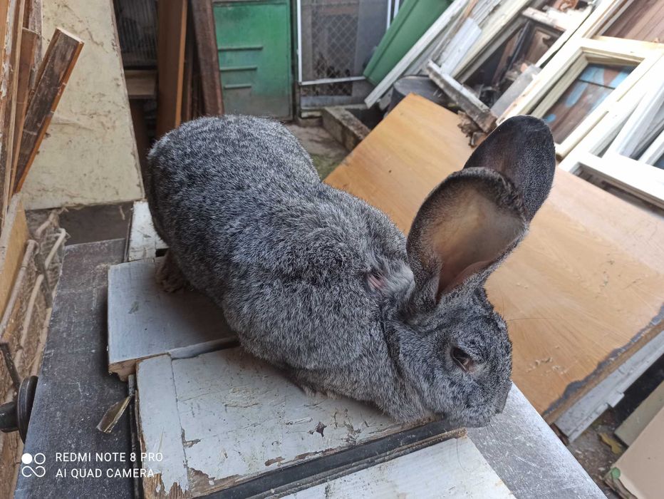 Продавам Зайци Оедрена Чинчила