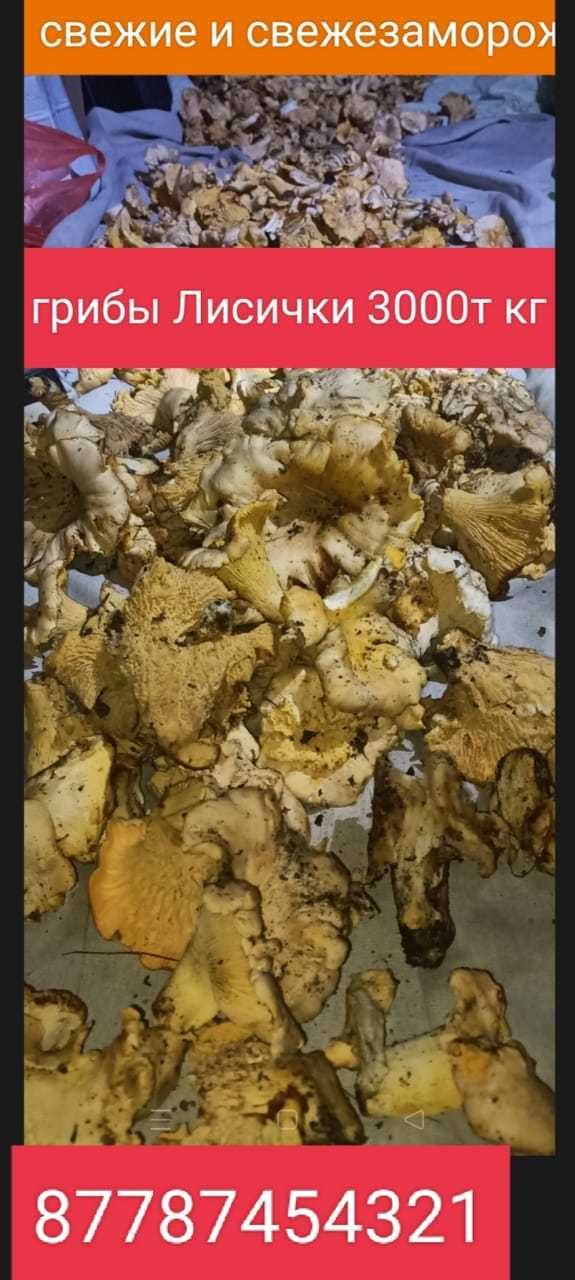 Продам разные грибы цена указана на фото пишите звонитежжжжжжжжжжддбдб