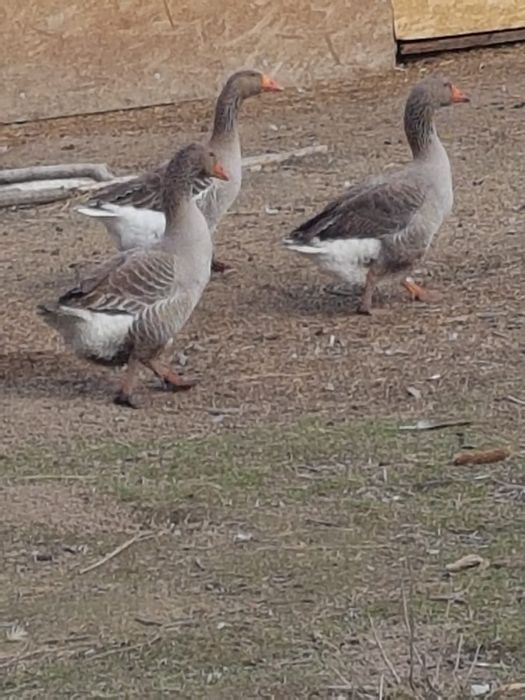 Vând Oua de Gasca/Gaste