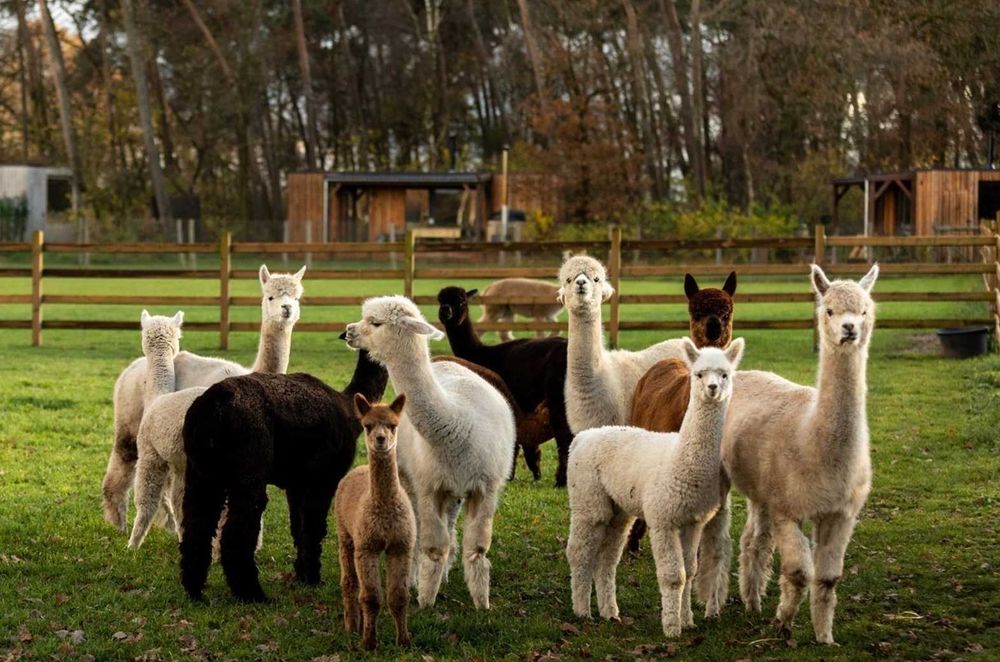Alpaca disponibile femele și masculi