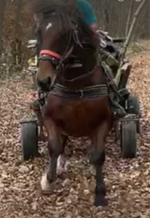 Vand cal de 7 ani fara niciun defect