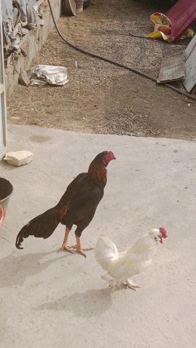 Yosh Qòylar sotiladi