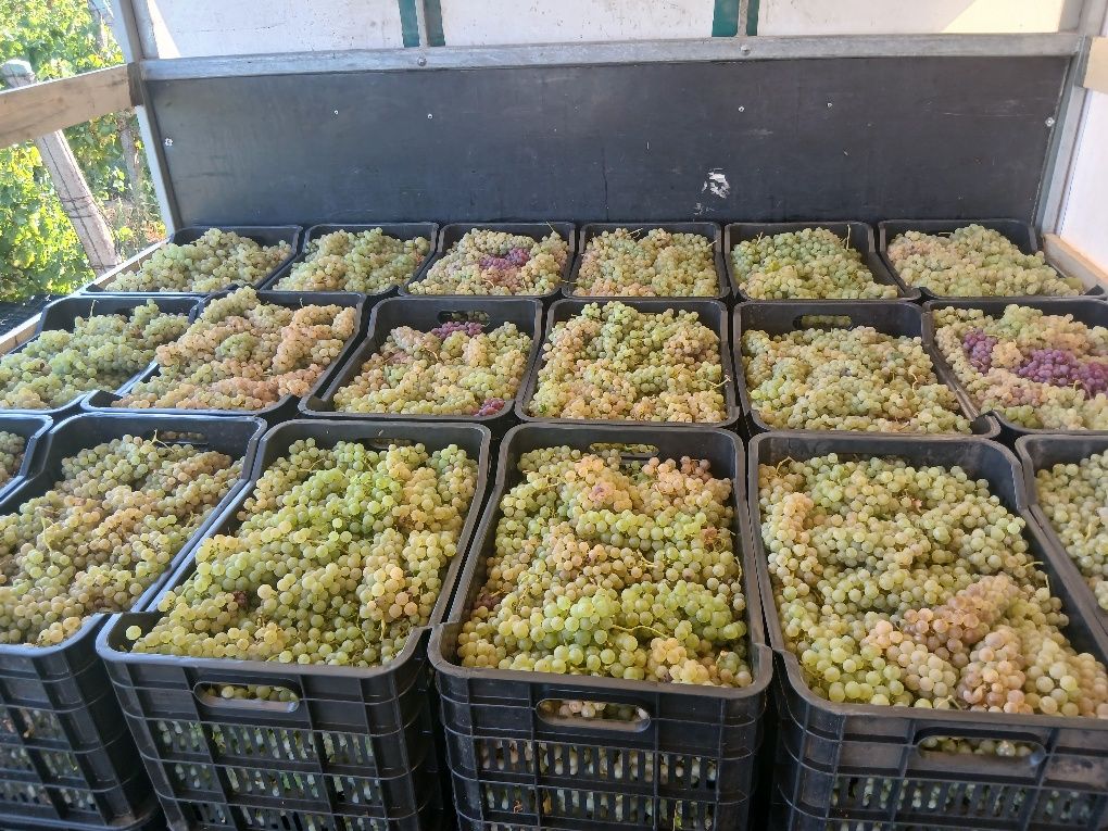 Vând struguri se vin