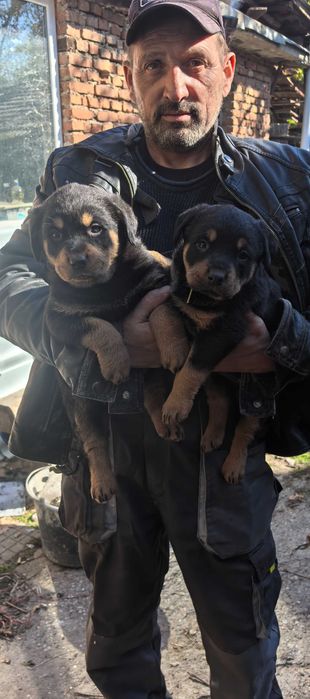 Продавам малки бебета ротвайлери