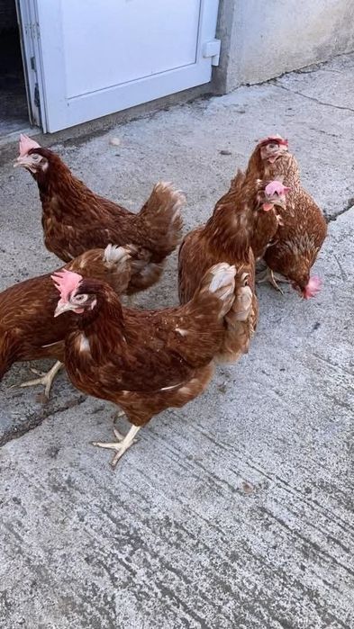 Vând găinușe outoare 18 lei bucata