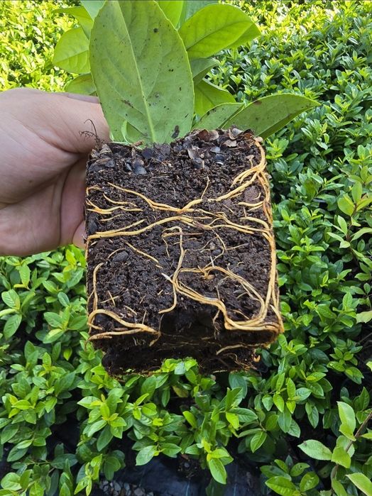 Laur Englezesc 30cm Novita