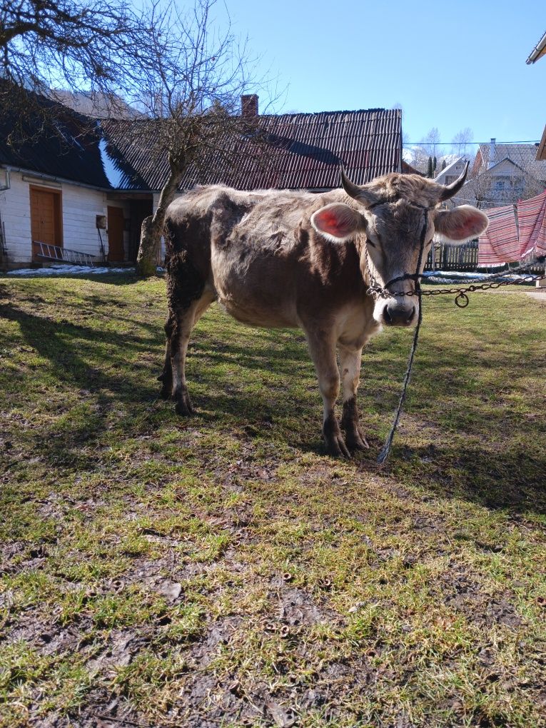 Brună de maramures