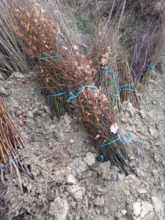 Vând puieți forestieri 0,30 bani