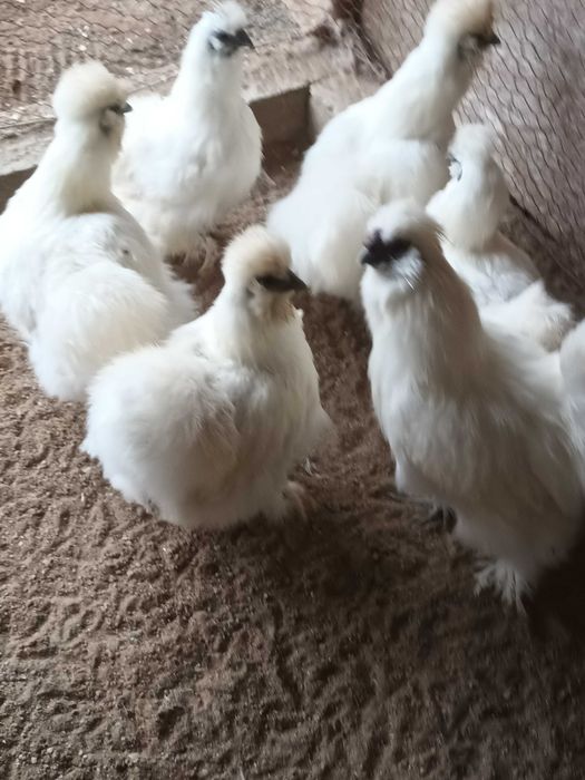 Matase japoneza si mii de flori