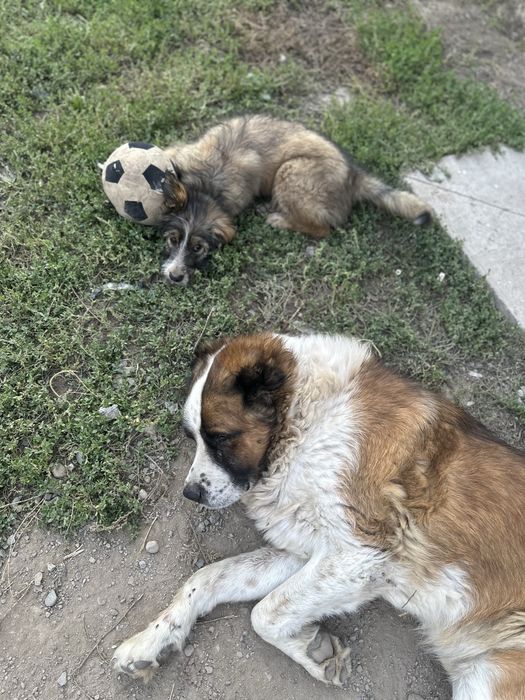 Пропал щенок Кавказская овчарка смесь с дратхаром