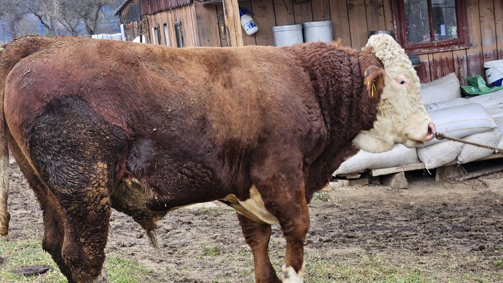 Vând tauri de monta.