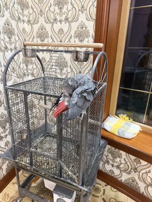 Жако 2 йош примерно