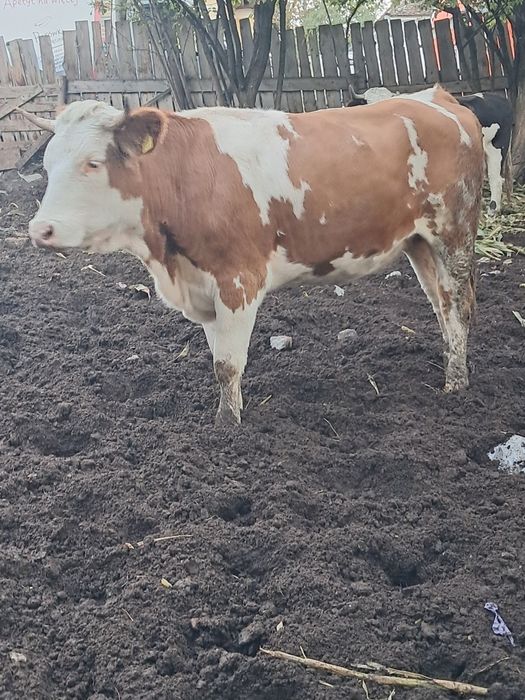 Vând junincă gestanta în 6 luni