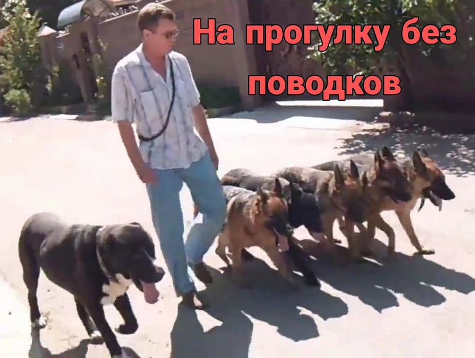 Дрессировка собак с выездом, вакцинация и чипирование. бирка NFC  на о