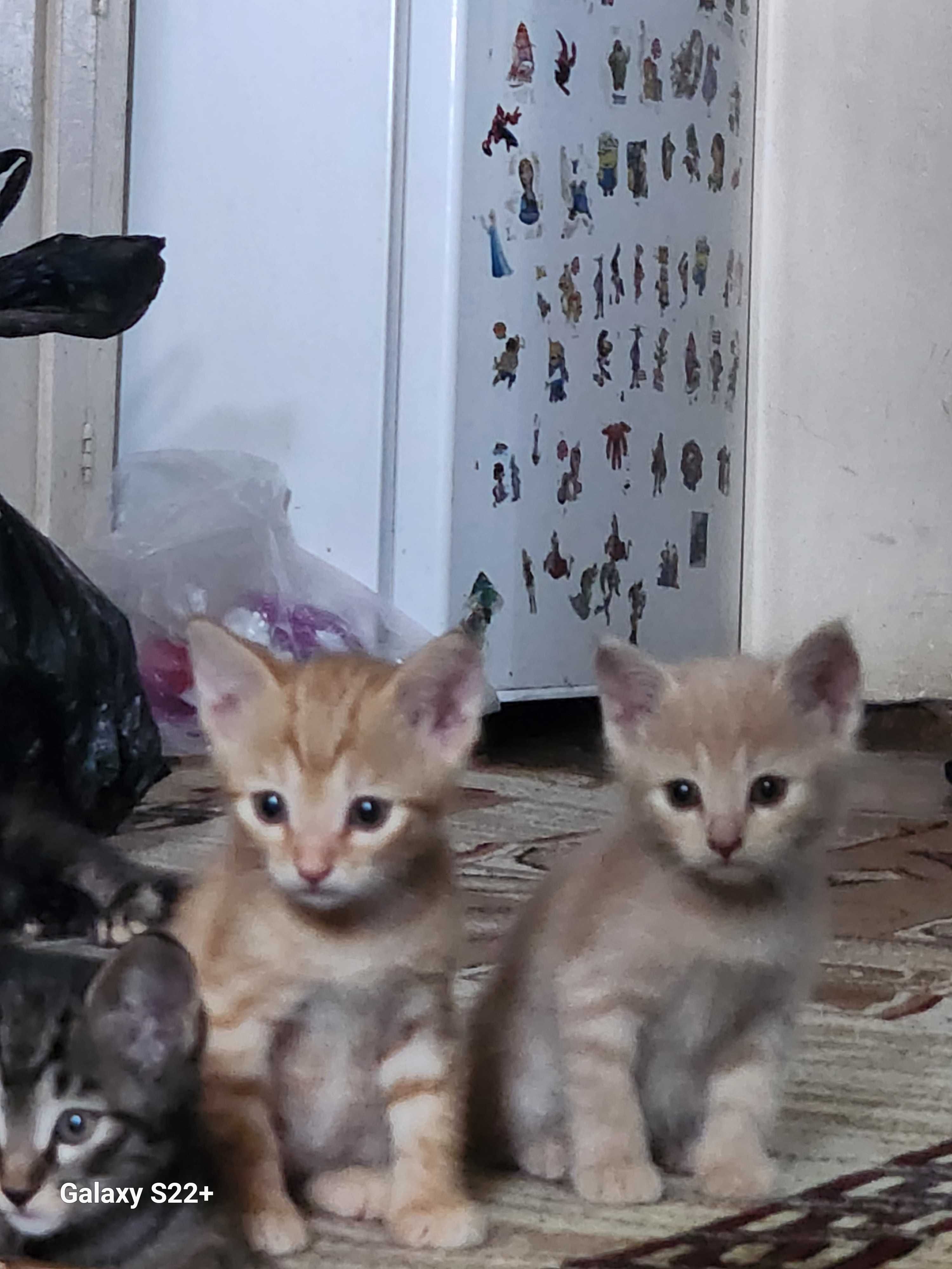 Мушукчалар ( КОТЯТА ) ХАДЯ