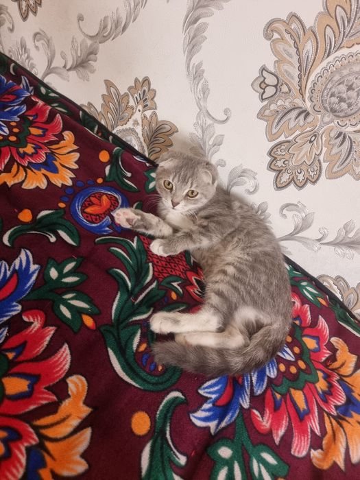 Zotlik mushuk sotiladi 350ming