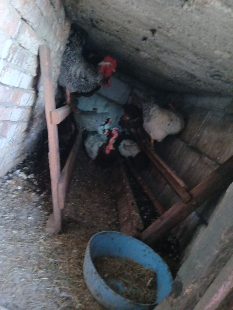 Vând 6 puici și 2 cocoși