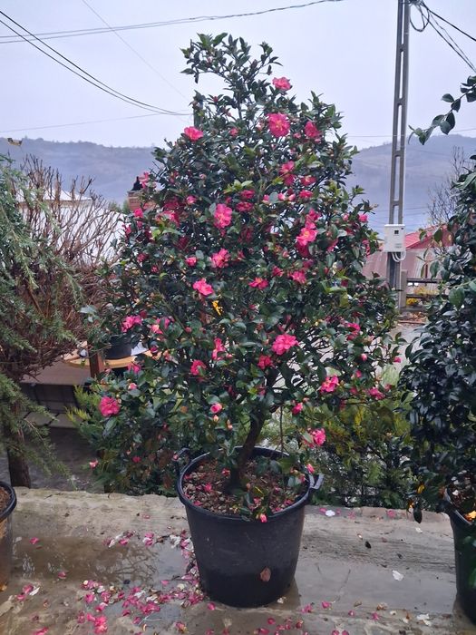 Vând plante ornametale