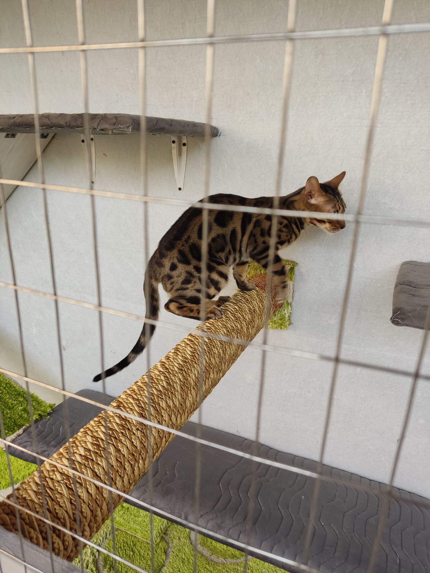 Продам бенгальские кот