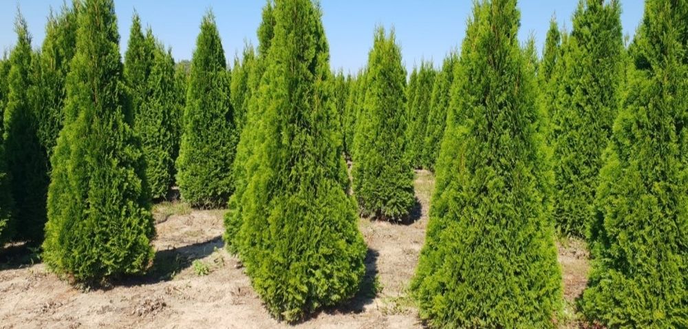 Vand tuia, brazi, plante ornamentale, tuia glob, ienupar tarator, Tei