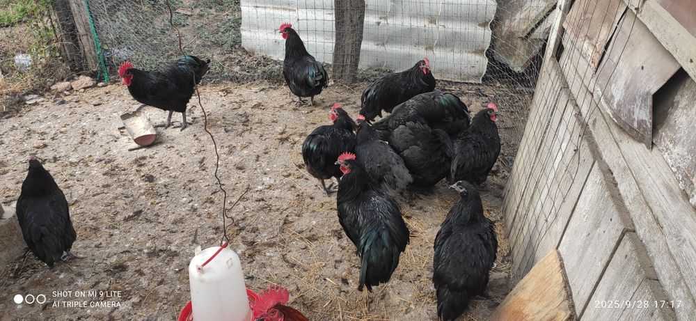 Cocoși australorp negru