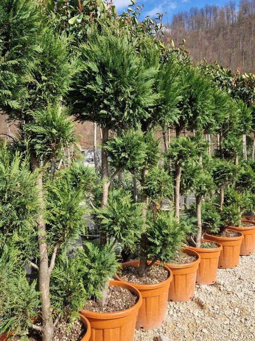 Plante ornamentale elegante ce înfrumusețează curtea
