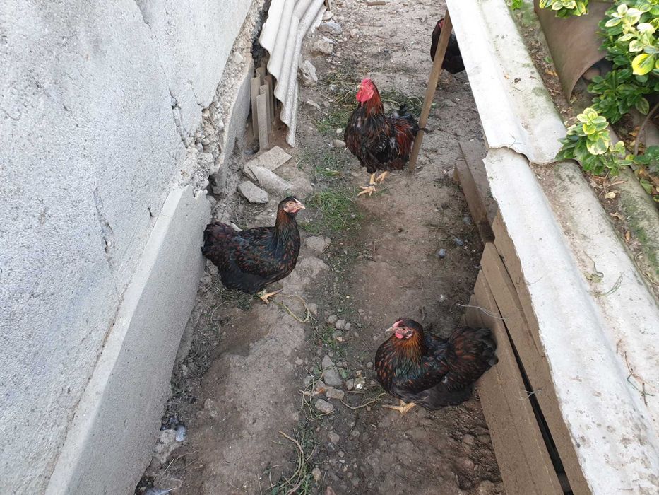 Gaini si cocoși rasă wyandotte rosu negru