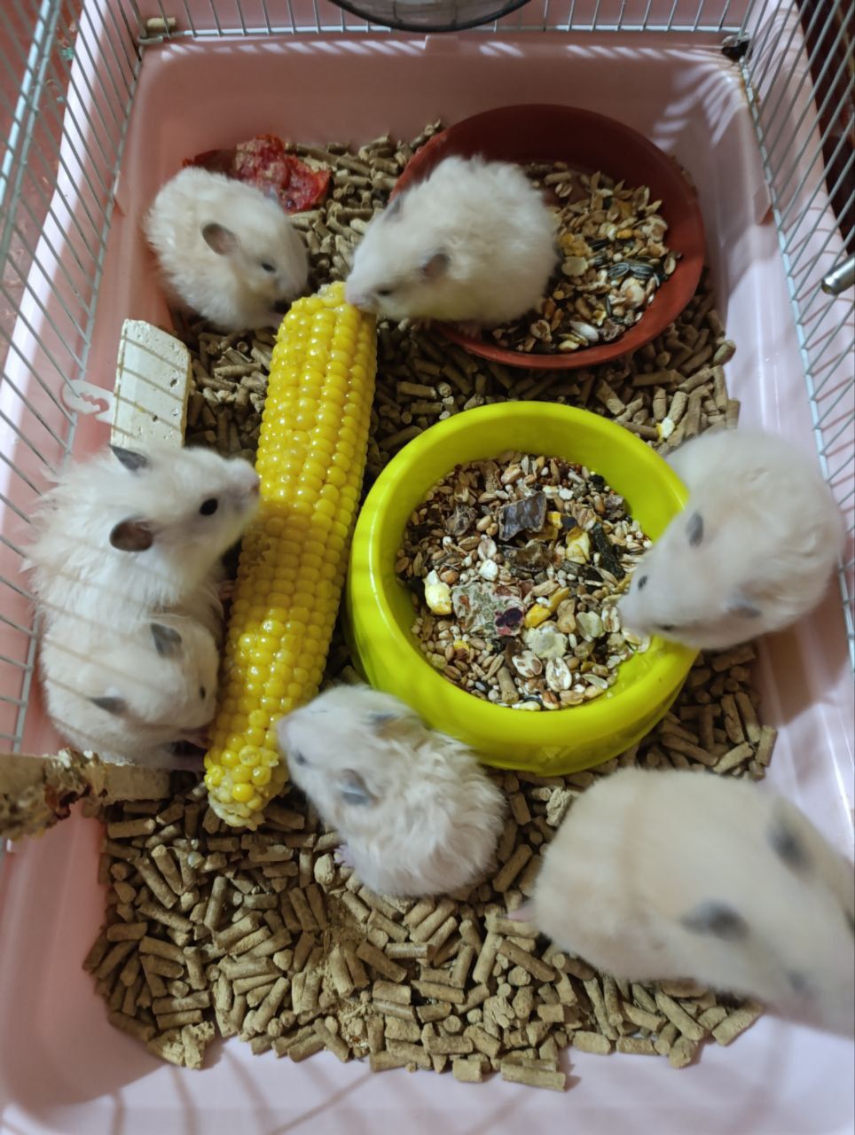 Хомяки Сирийские