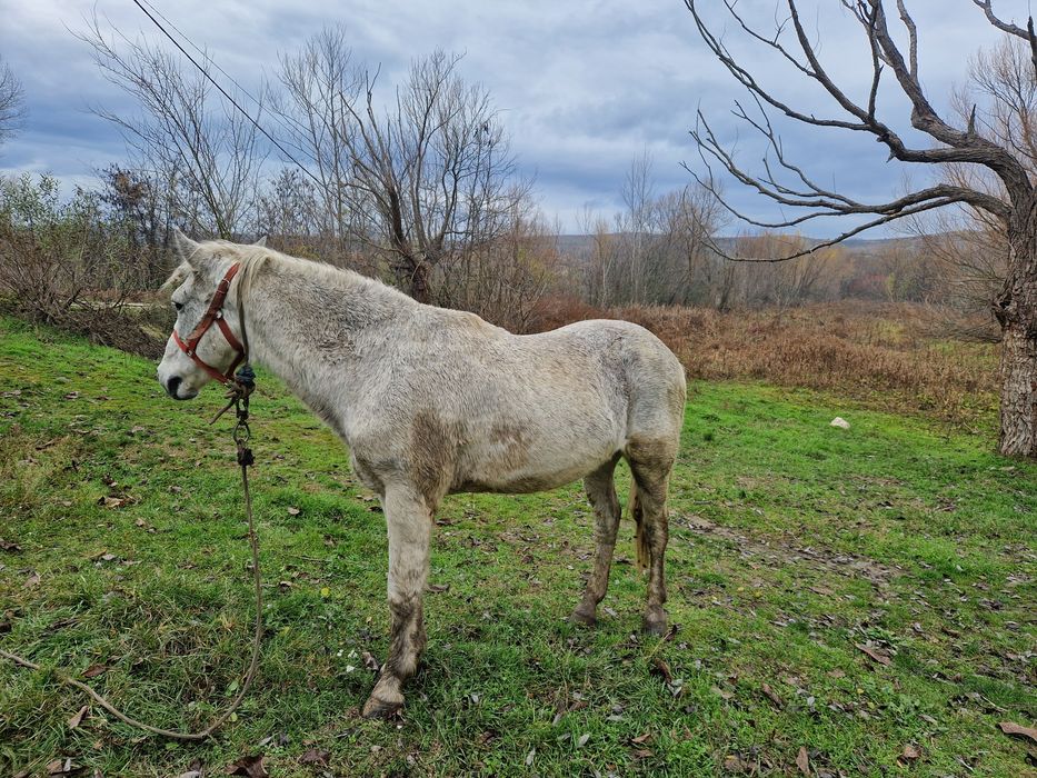 De vanzare cal bland